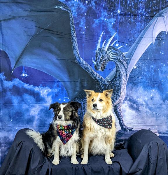 Image for event: Wild for Wednesday: Dogs on a Quest