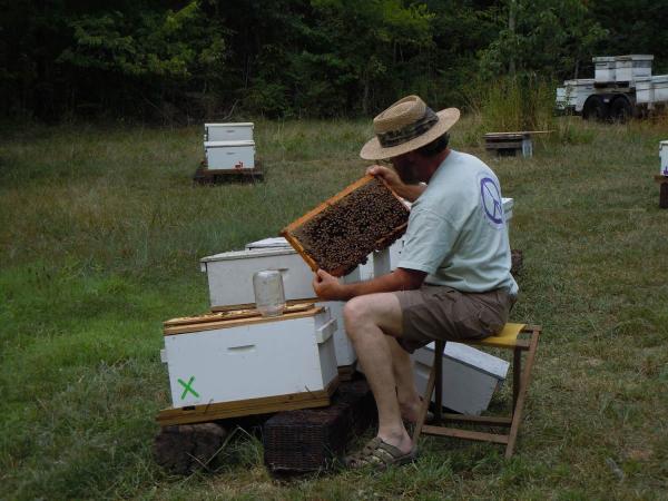 Image for event: Bees 101