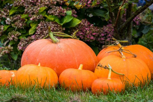 Image for event: Pumpkin Painting with Community Connections